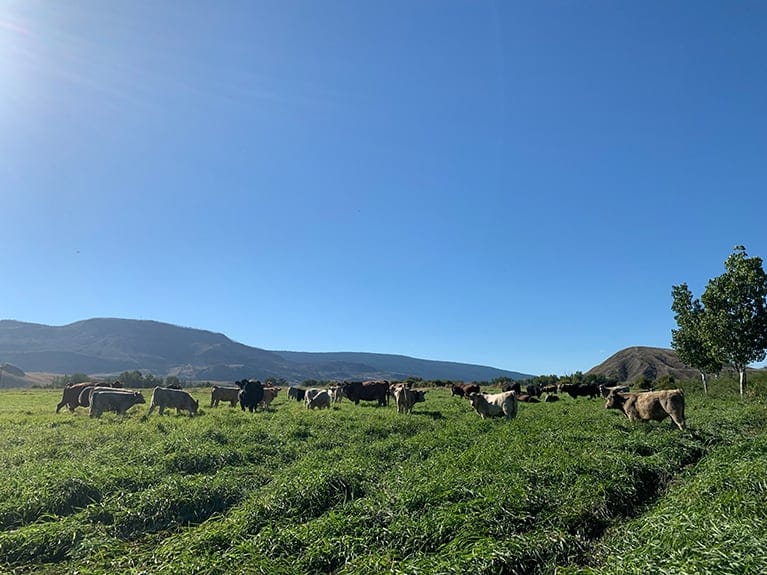Why Choose Semlin Valley Ranch? - Natural BC Beef Producer